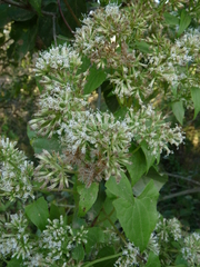 Mikania chenopodiifolia