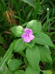 Impatiens sylvicola