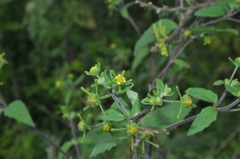 Sigesbeckia orientalis