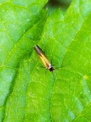 Micropterix calthella