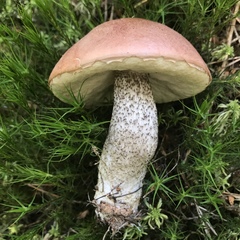 Leccinum vulpinum