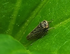 Agallia quadripunctata