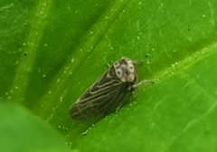 Agallia quadripunctata