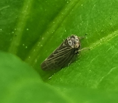 Agallia quadripunctata