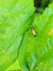 Micropterix calthella