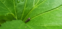 Agallia quadripunctata