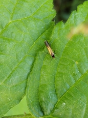 Micropterix calthella