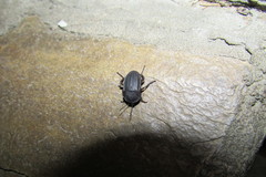 Silpha obscura orientalis