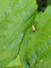 Micropterix calthella