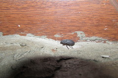 Silpha obscura orientalis