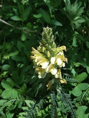 Pedicularis daghestanica