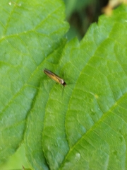 Micropterix calthella