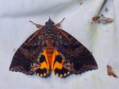 Eudocima srivijayana