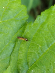 Micropterix calthella