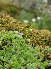 Saxifraga bryoides