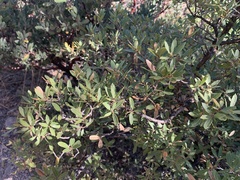 Quercus toumeyi