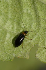 Luperus luperus