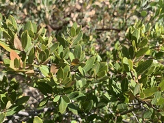 Quercus toumeyi