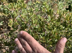 Quercus toumeyi