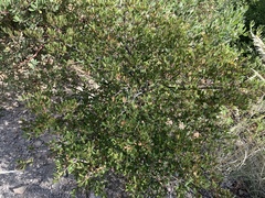 Quercus toumeyi