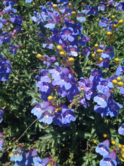 Penstemon azureus