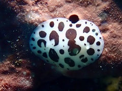 Peltodoris atromaculata