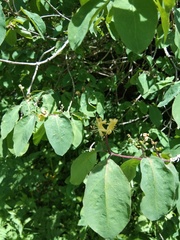Lonicera iberica
