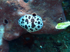 Peltodoris atromaculata