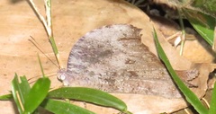 Melanitis leda leda
