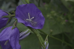 Campanula stevenii