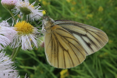 Pieris melete