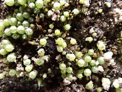 Goniomitrium acuminatum