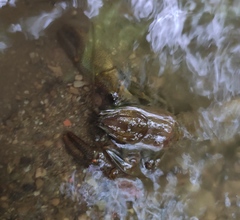 Austropotamobius torrentium