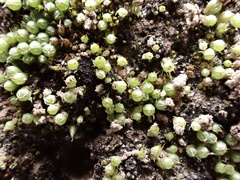 Goniomitrium acuminatum