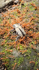Oecophylla smaragdina
