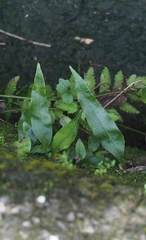 Lepidomicrosorium superficiale