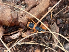 Ectomocoris