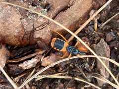 Ectomocoris