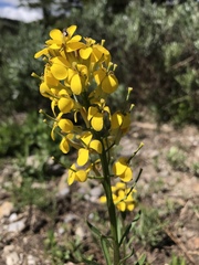 Erysimum asperum