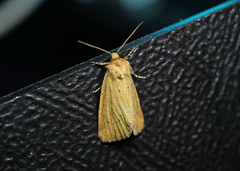 Photedes minima