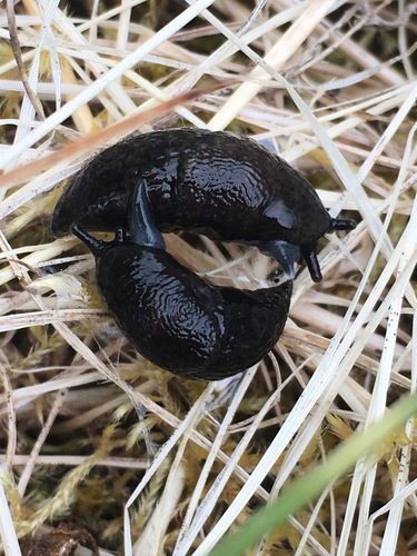 Meadow Slug, Kodiak Island, AK, USA, photo 8 of 10