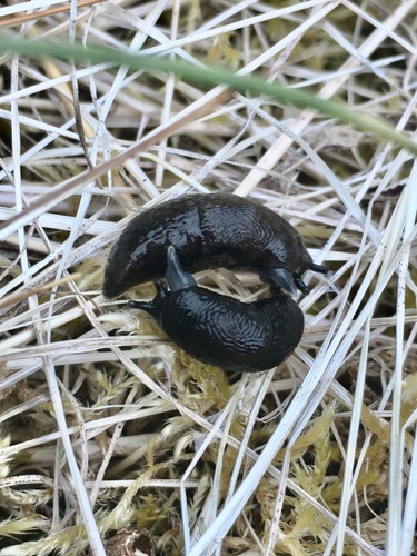 Meadow Slug