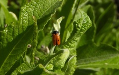 Clytra quadripunctata