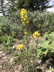 Erysimum asperum