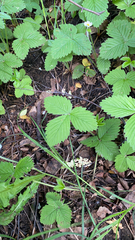 Fragaria vesca