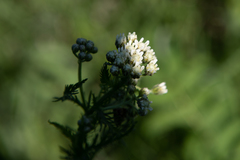 Achillea impatiens