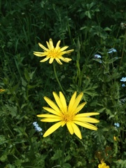 Tragopogon graminifolius