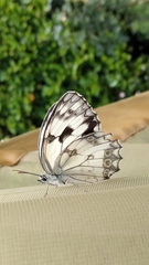Melanargia lachesis