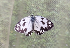 Melanargia lachesis
