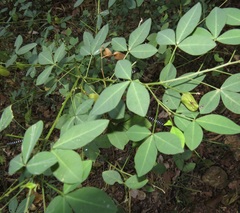 Crotalaria natalensis